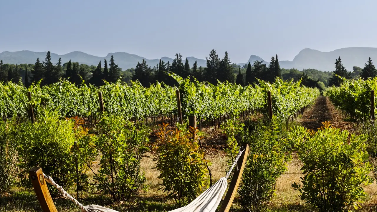 Domaine La Pierre Blanche - L'Ambar Sunset Lounge_Eygalières_vue vignoble