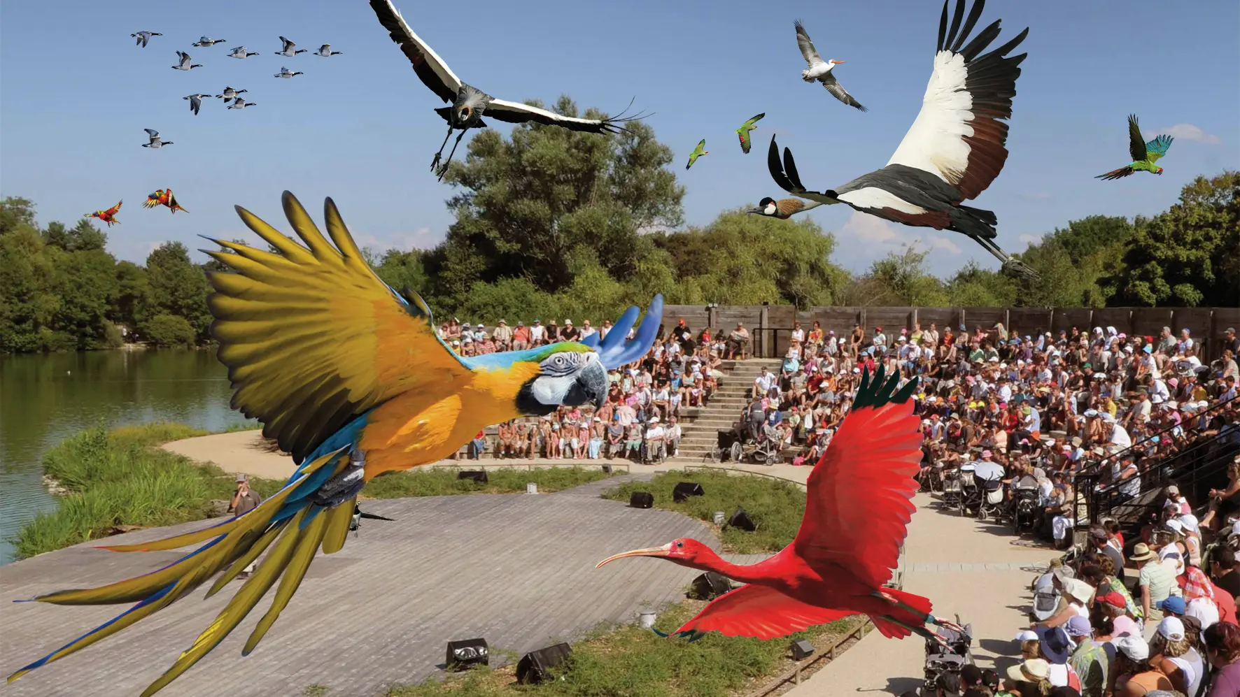 Spectacle oiseaux en vol