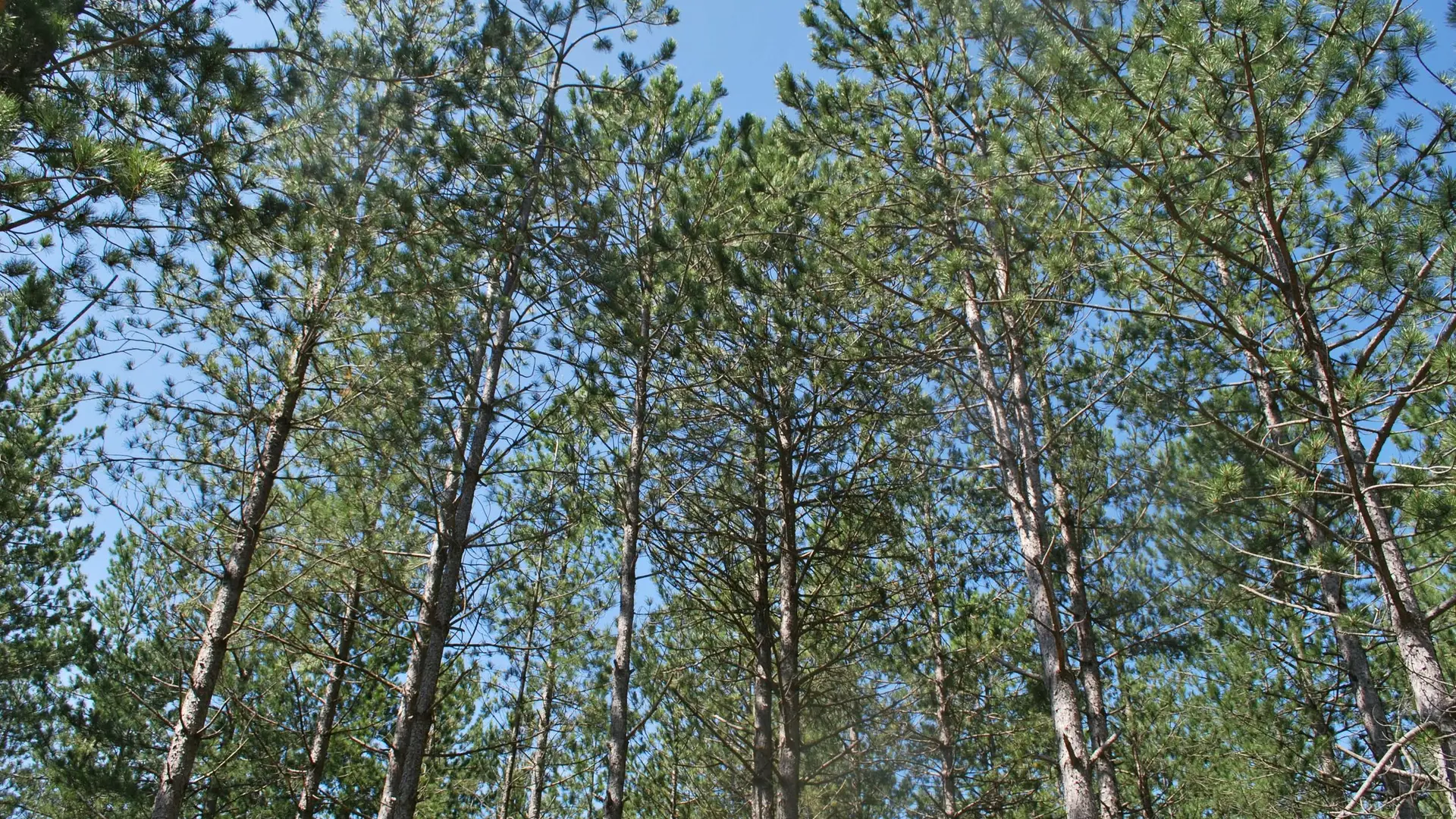 Vaste forêt de pins