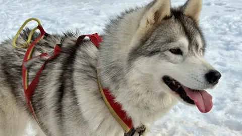 Baptême en traîneau avec Symbiose, chiens polaires