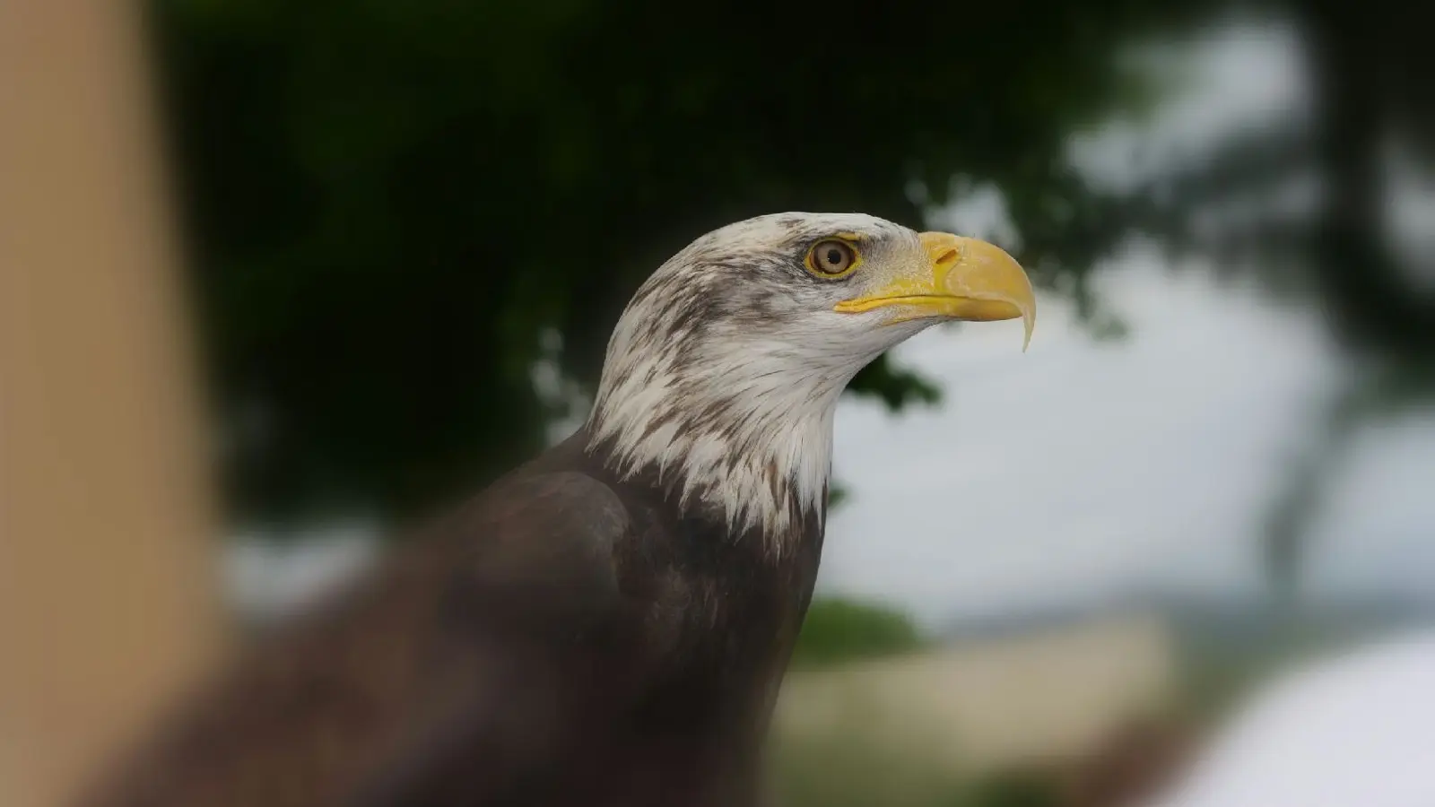 Aigles du verdon