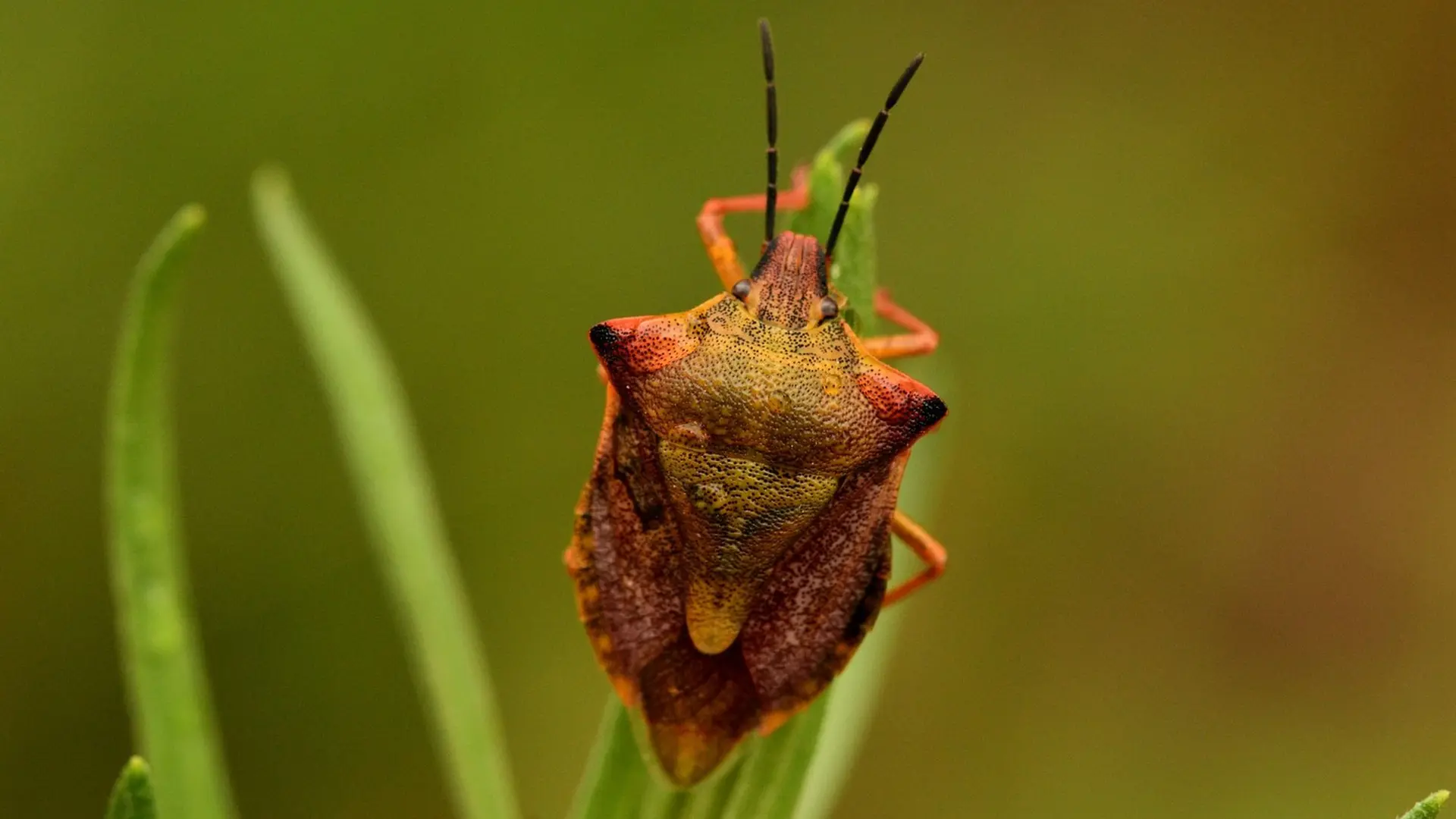 Carpocore méditerranéen
