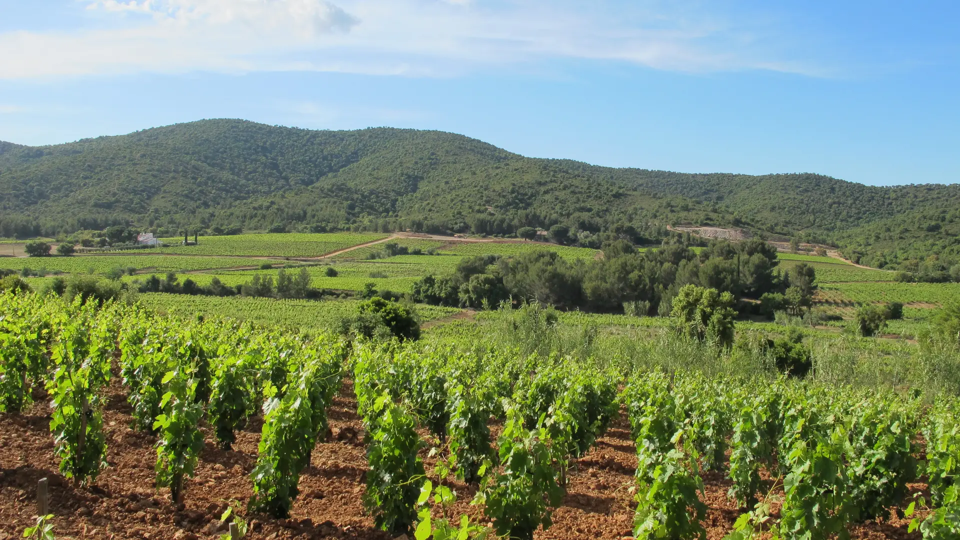 Les vignes du domaine du Révaou dans la vallée des Borrels