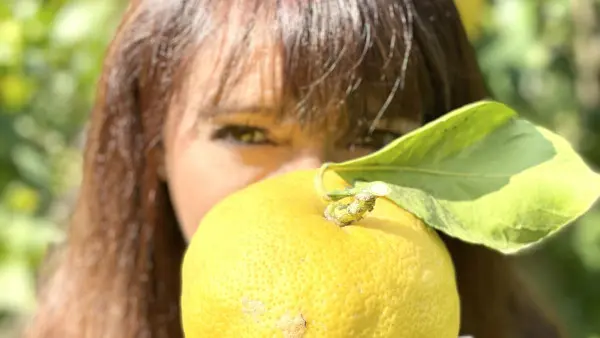 Visite guidée et déjeuner à la Ferme des Citrons Menton