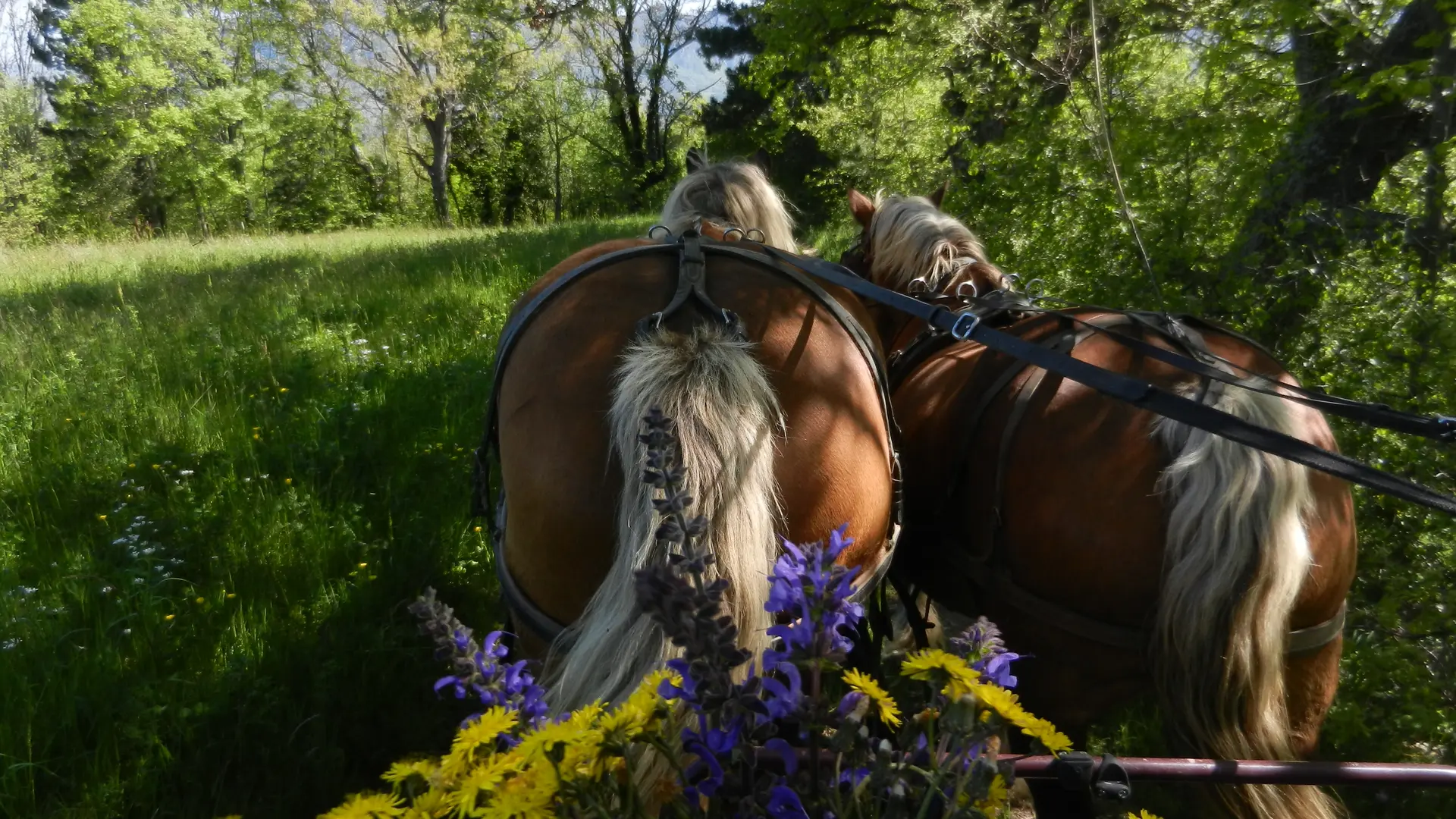 attelage et fleurs