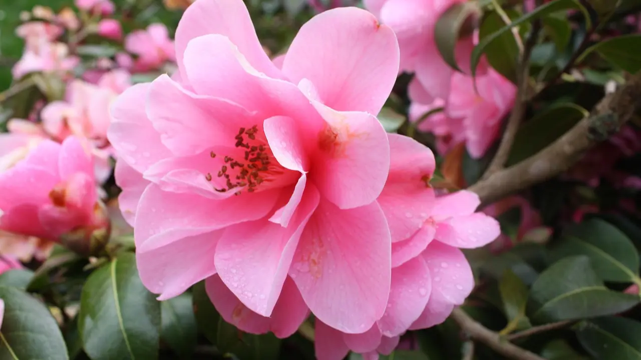 Ô Bon Plant_Solliès-Pont