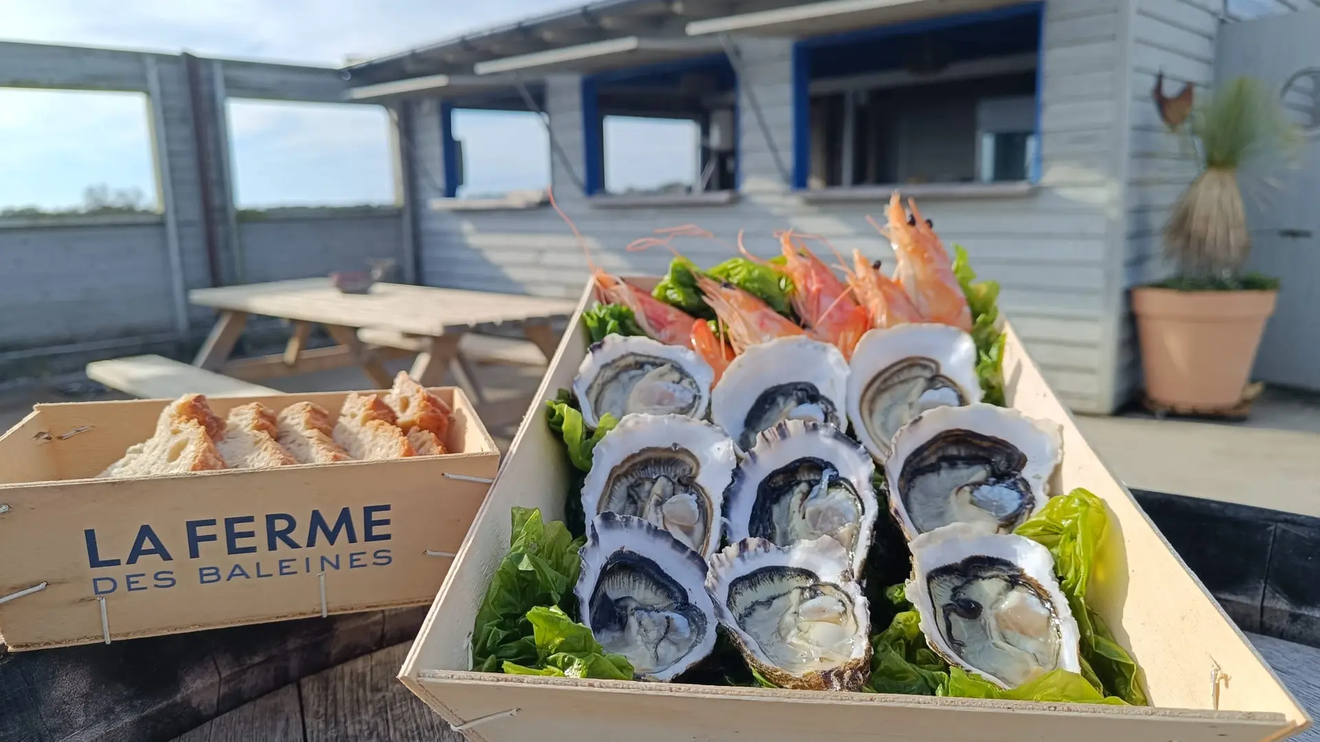 Huîtres et crevettes de la Ferme des Baleines