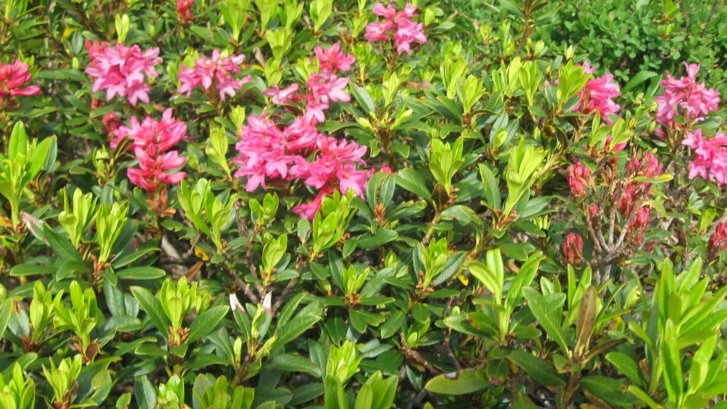 Fleurs de montagne