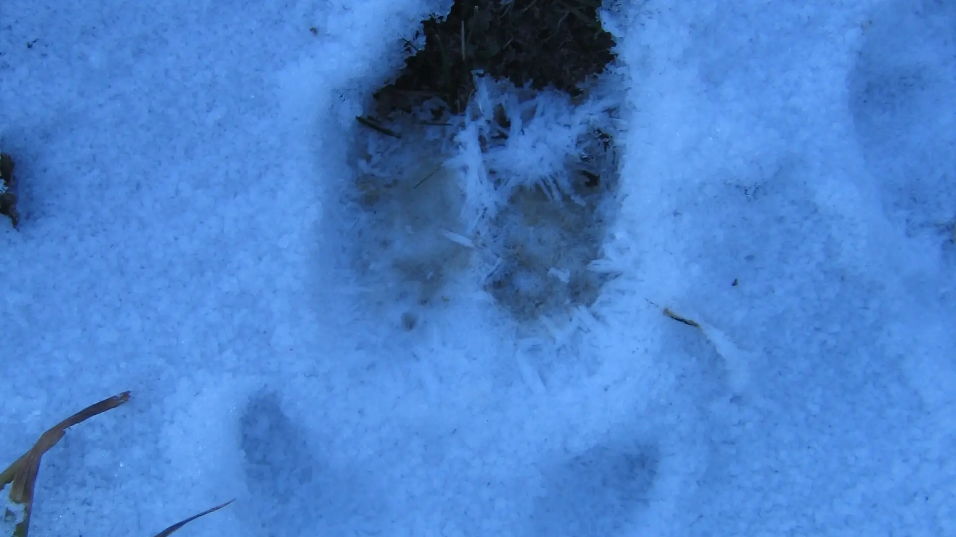 trace