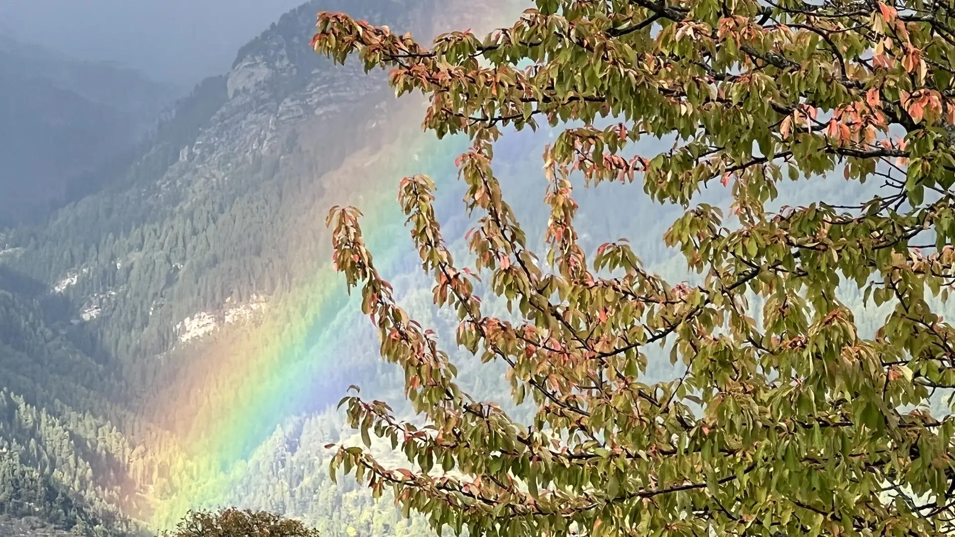 La Cantine des Gourniers REALLON