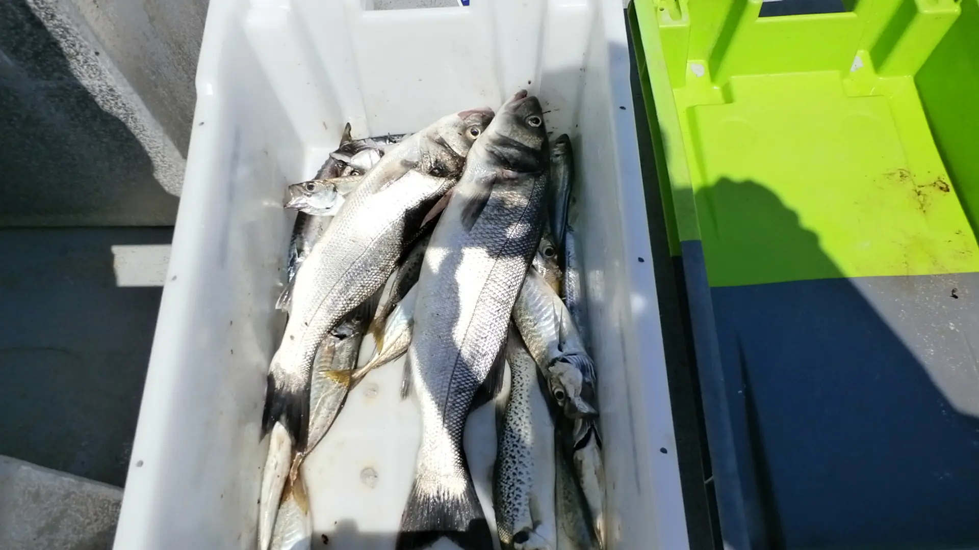 Partez en pêche dans le Pertuis Breton !