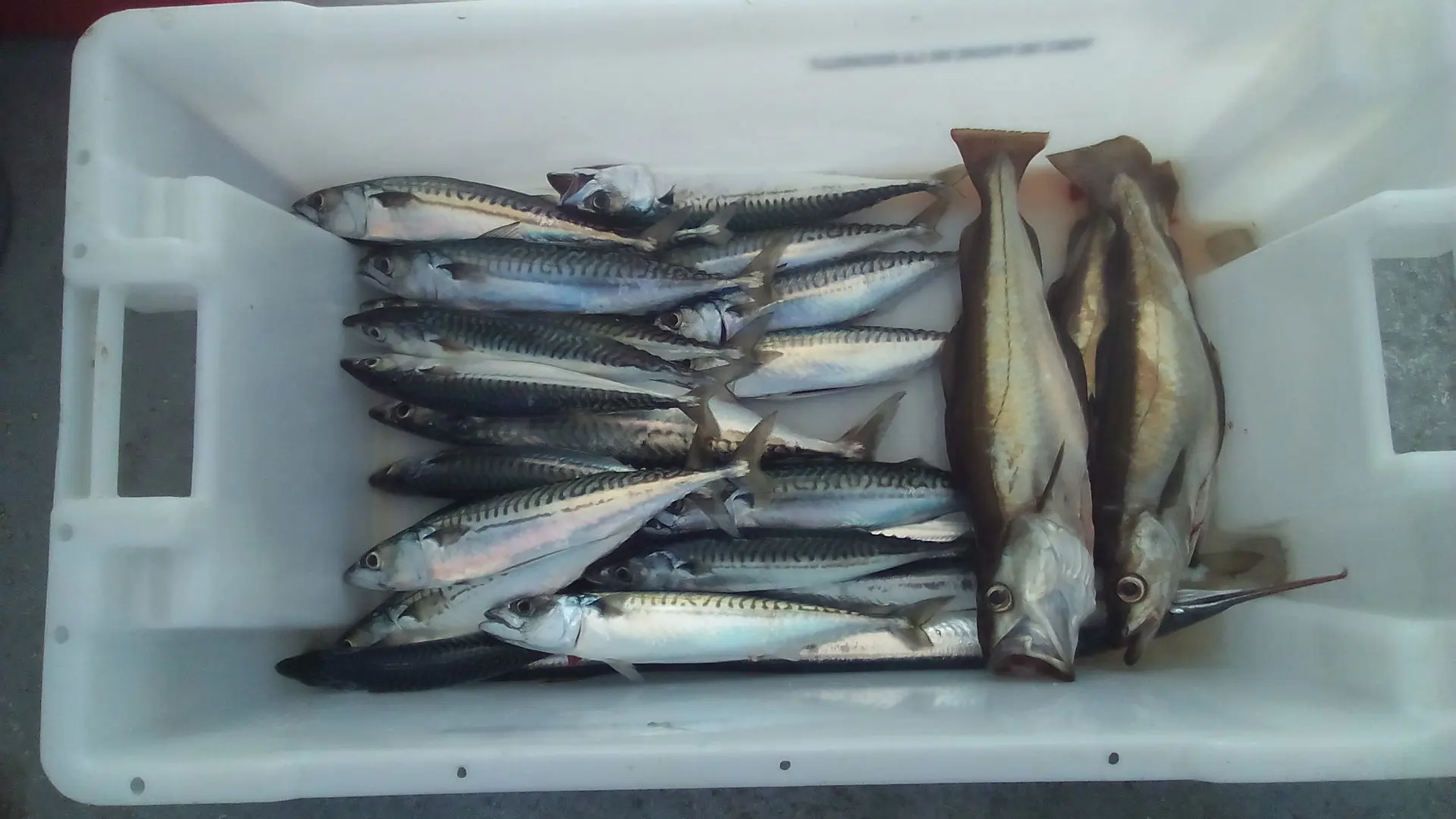 Pêche ludique, accessible à tous