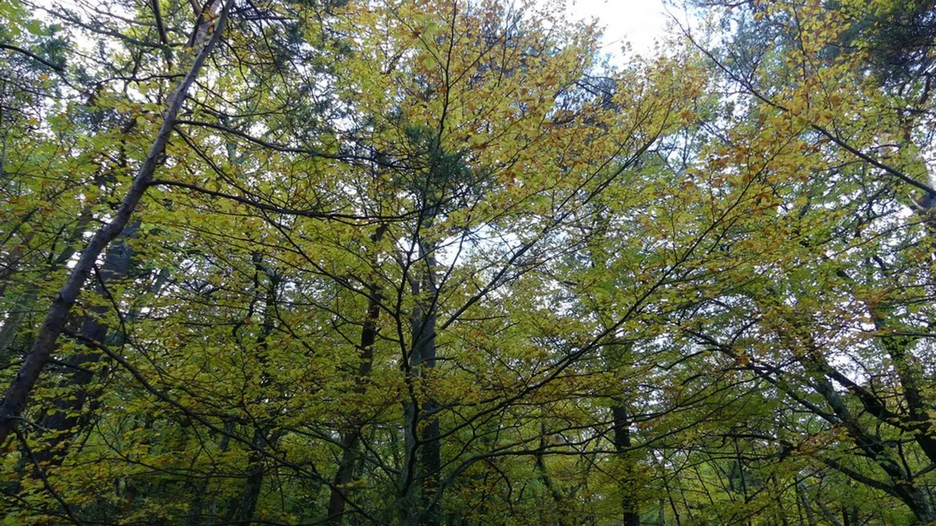 Les couleurs de l'automne du sentier Merveilleux