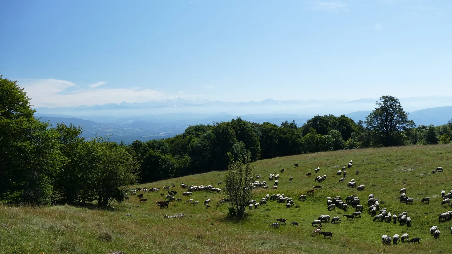 Gaec des Bergonnes