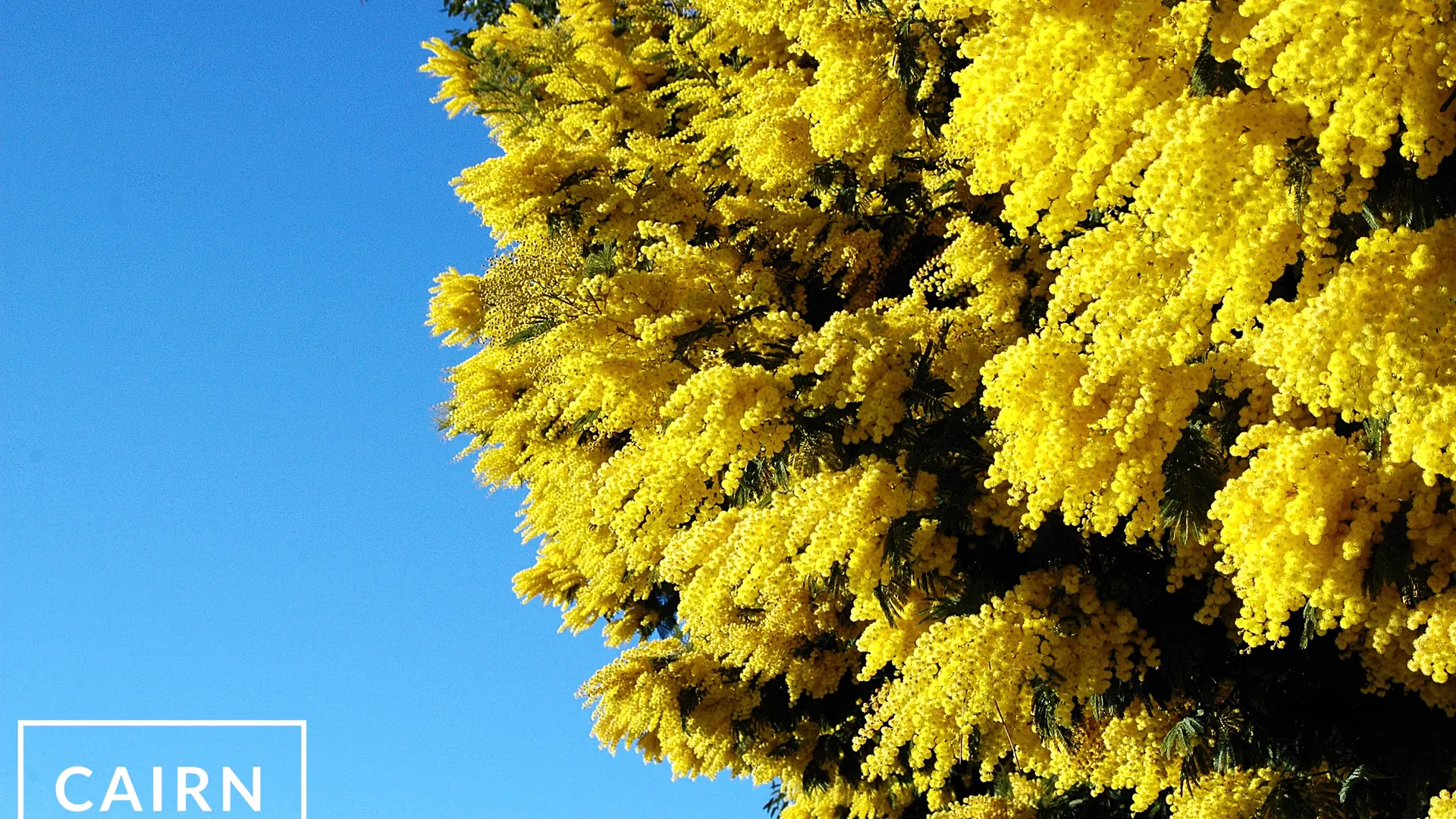 Randonnée Mimosa