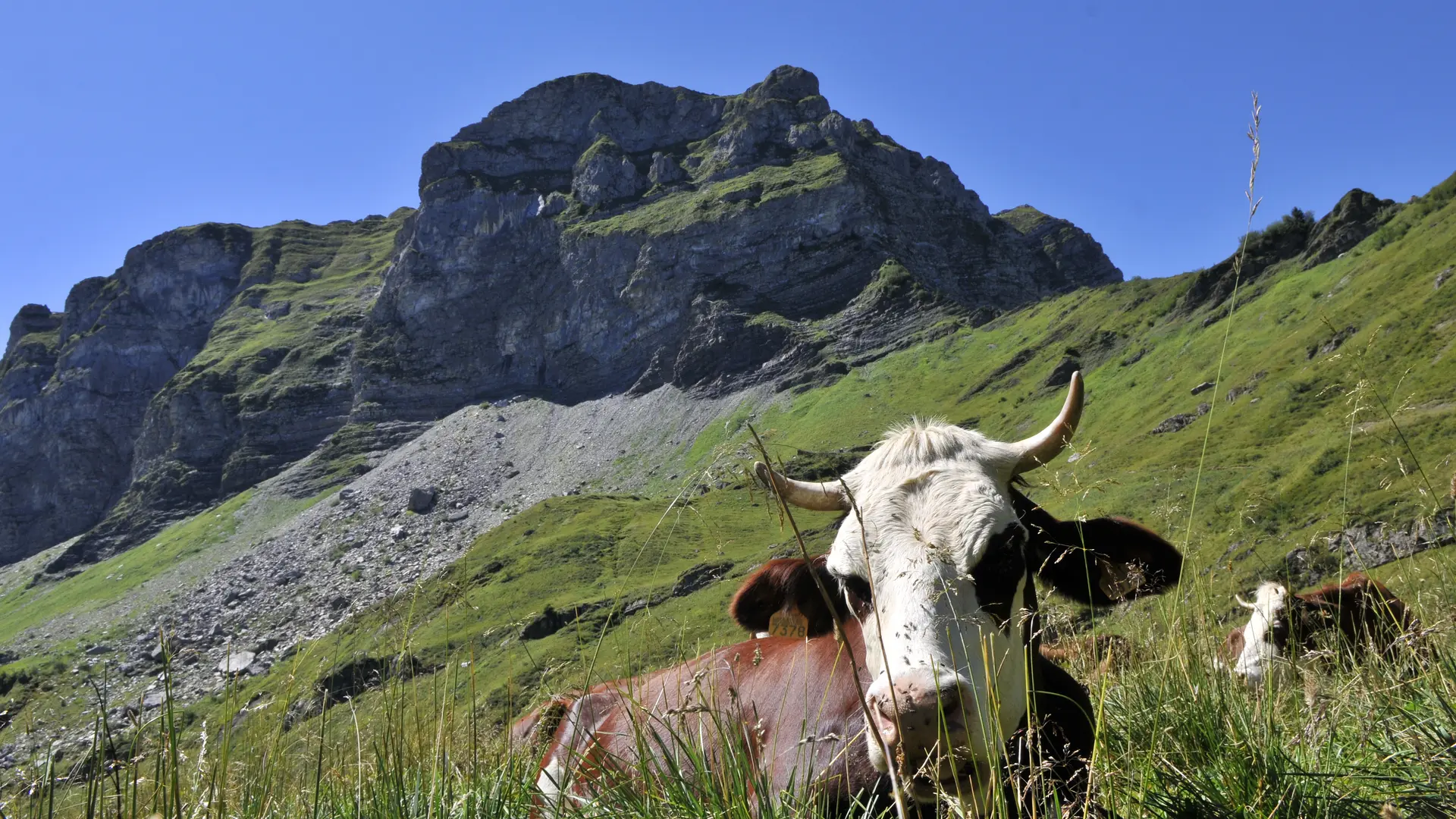 Abondance cow