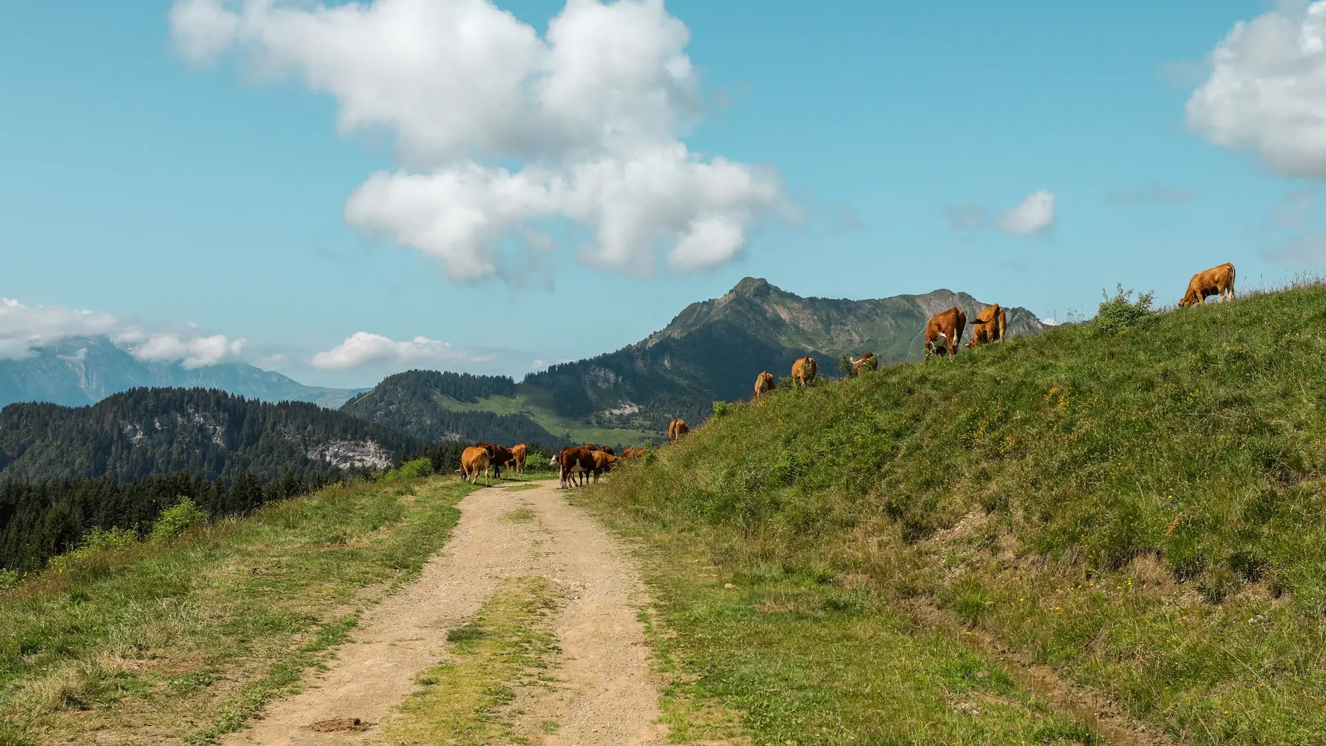 chemin pédestre