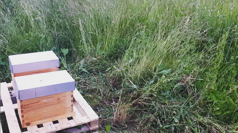 Ruches - Le bararuche