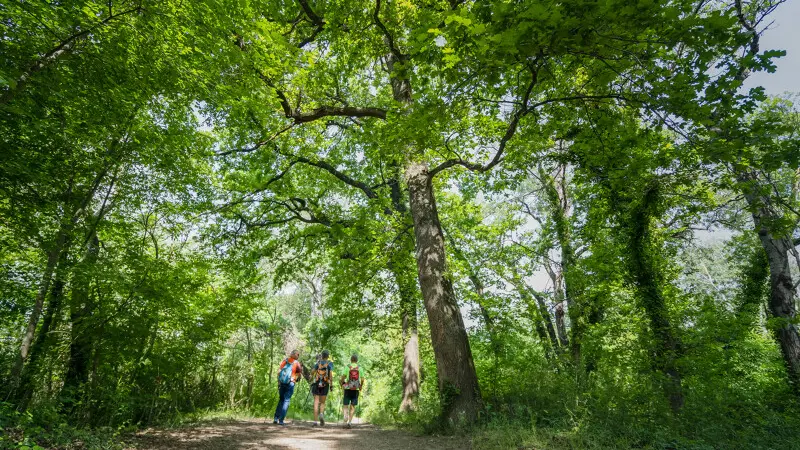 l'Islon saint Luc à Chateauneuf du Pape