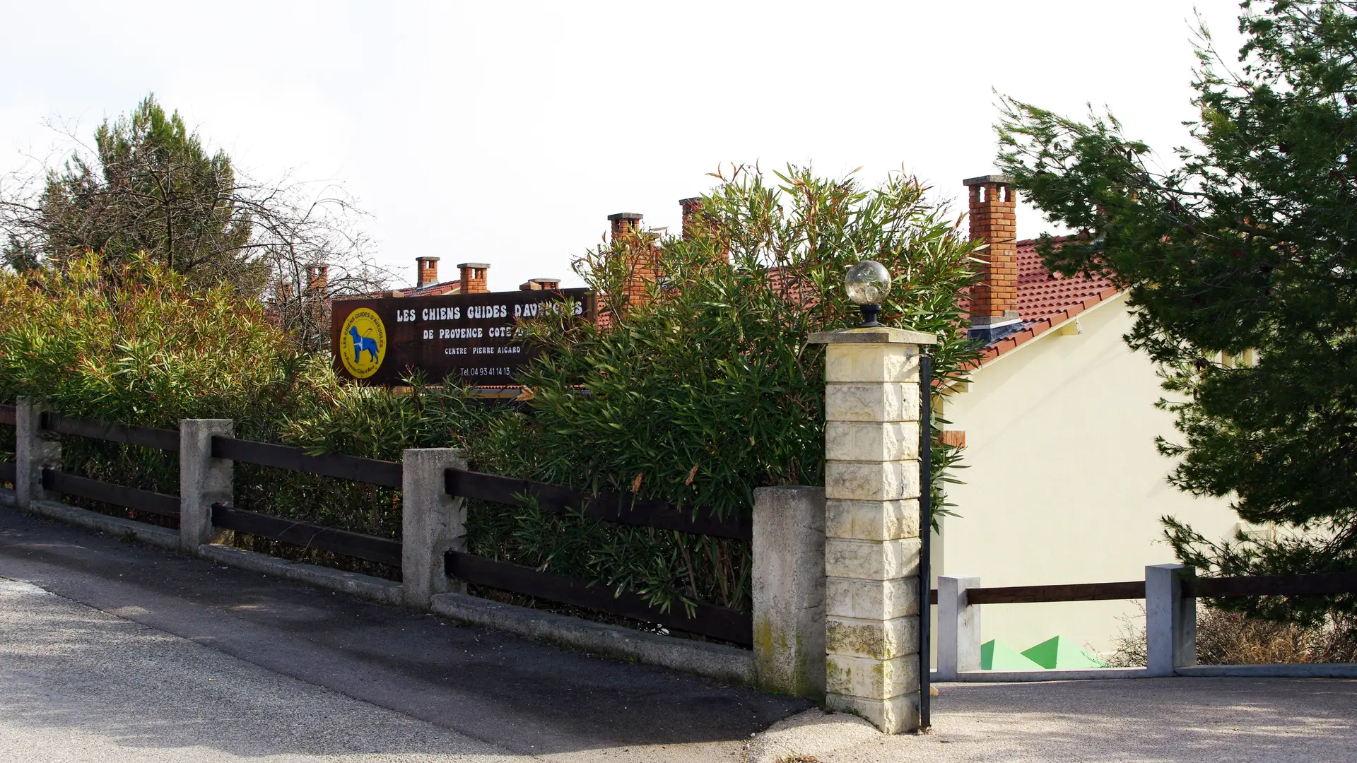 Chien guides d'aveugles