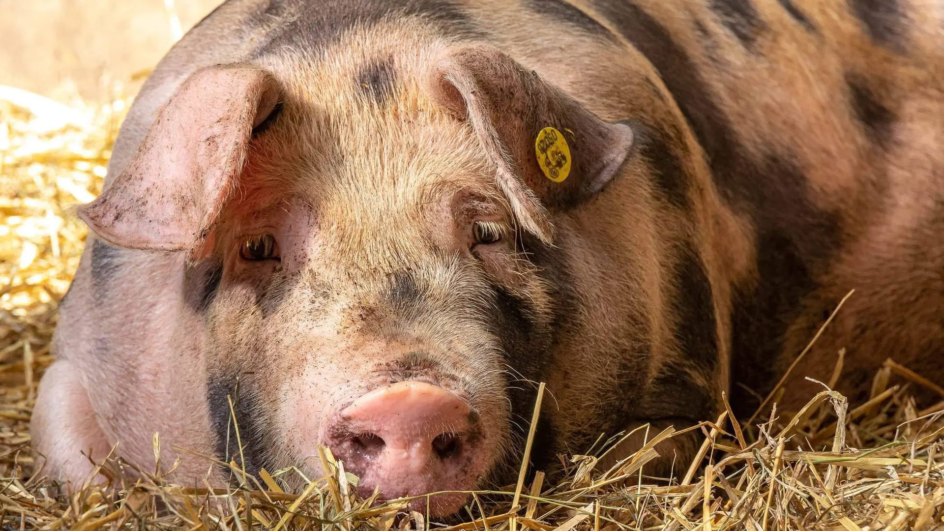 LA Ferme des Bichoux