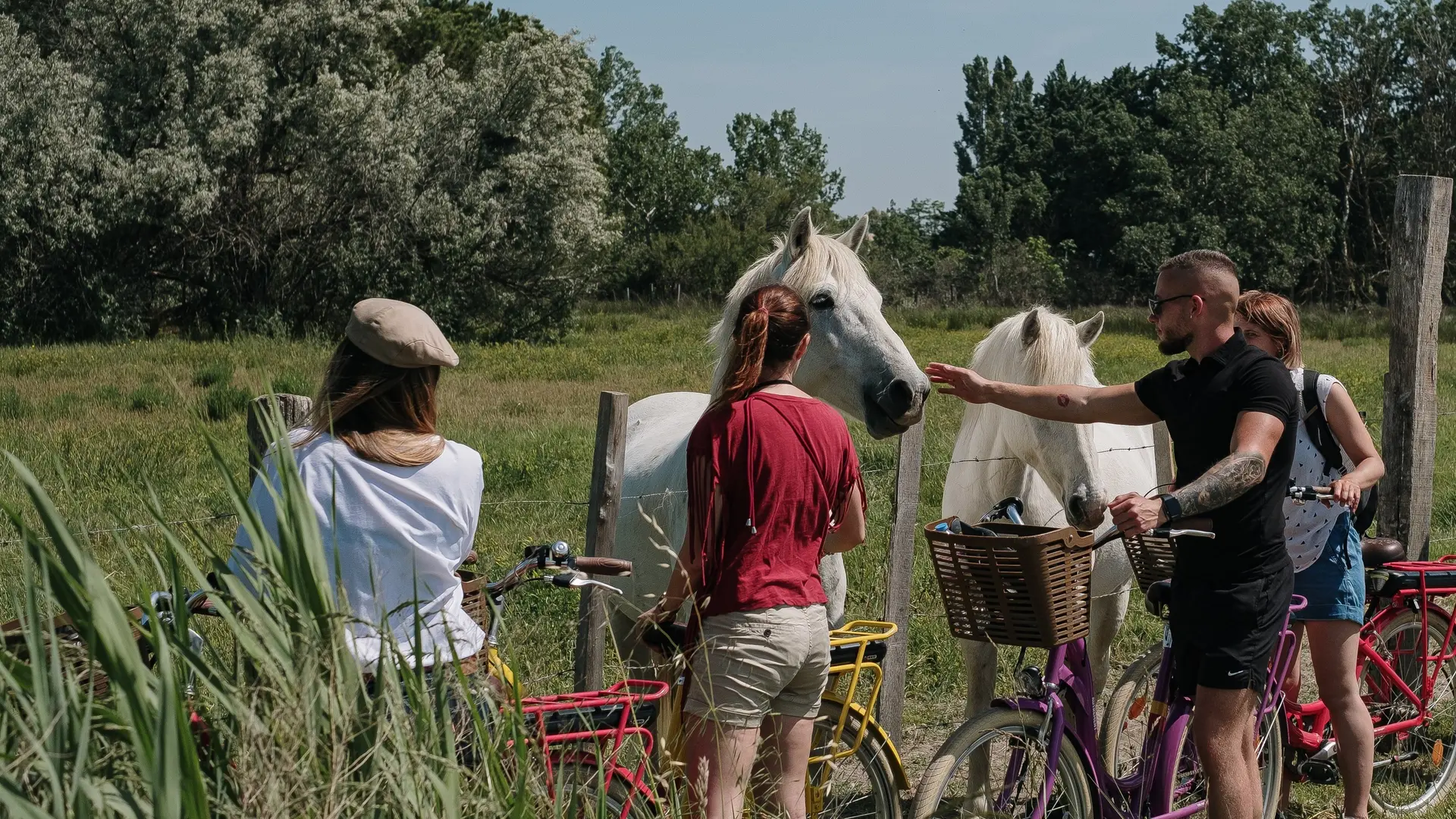 Camargue autrement chevaux de Camargue