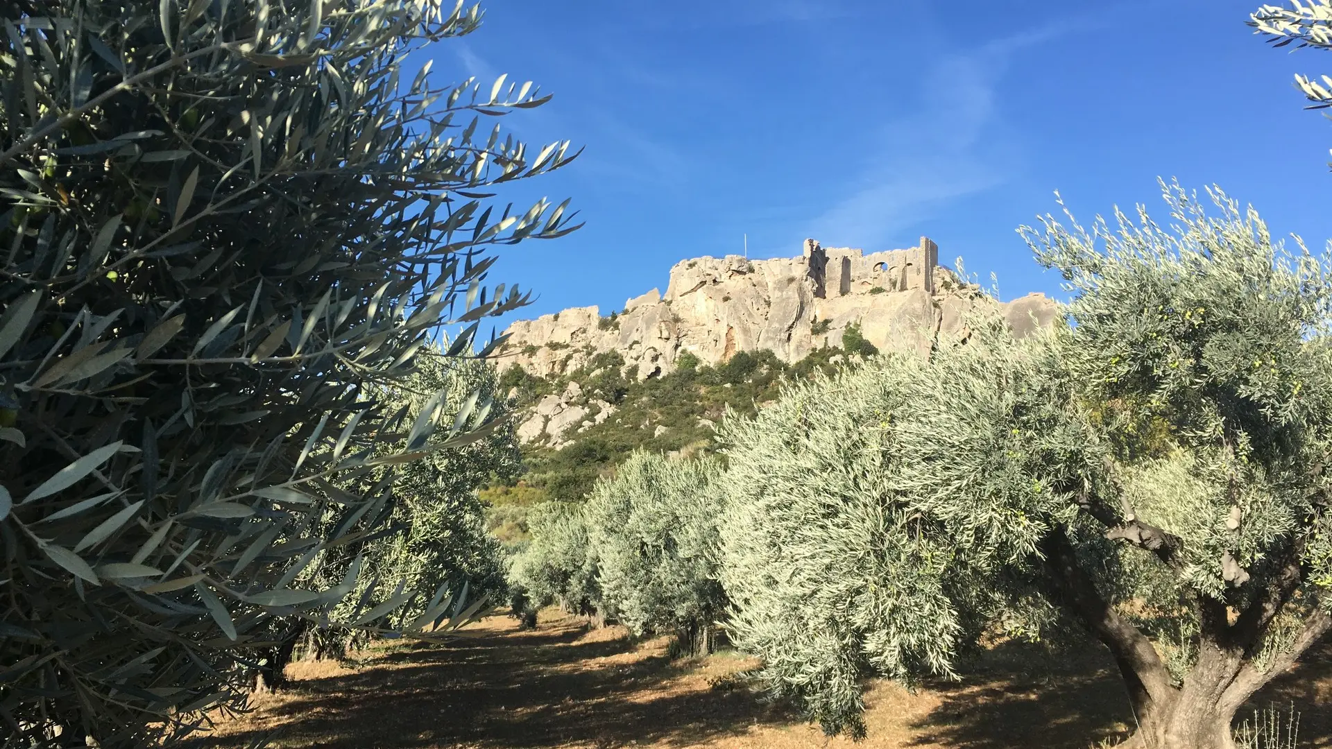 Domaine oléicole Mas de Cayol à Maussane-les-Alpilles