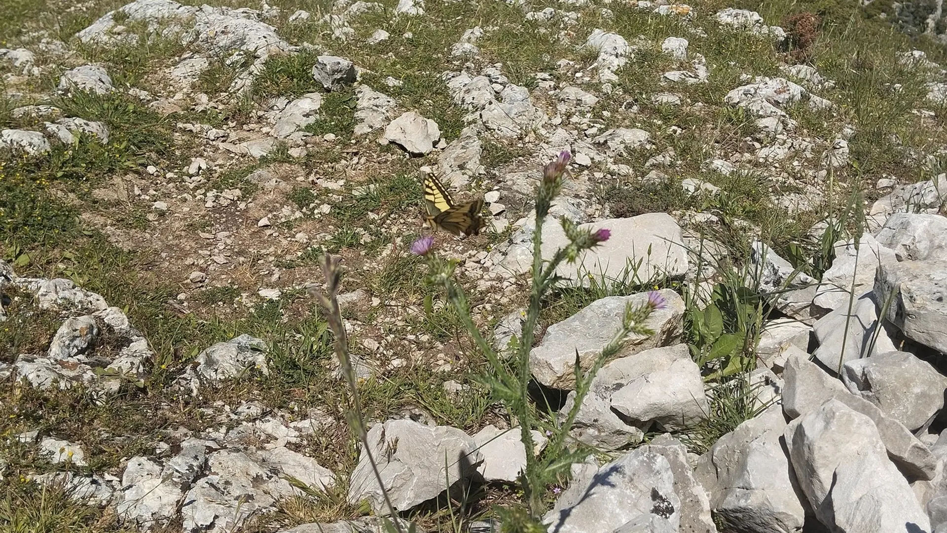 Papillon Machaon sur les crêtes