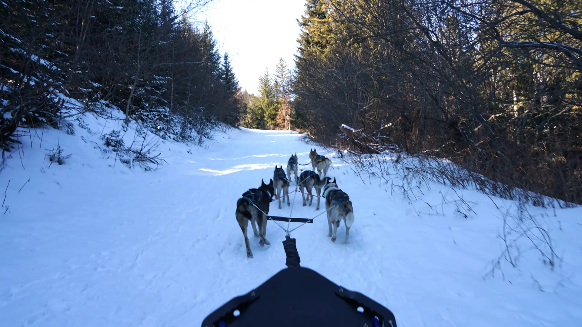 Chiens de traineau