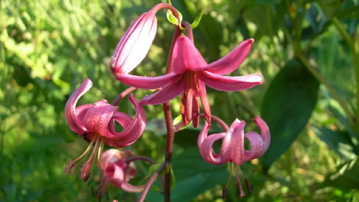 Martagon Lily Flower