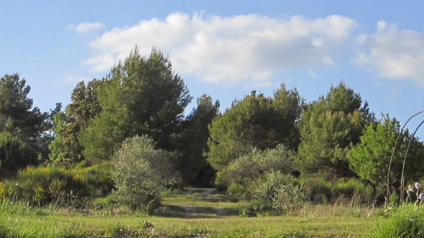 Vue Générale Camping à La Ferme Roumavagi