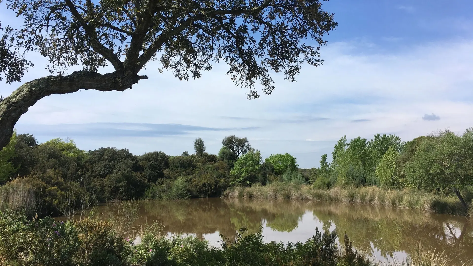 Vue sur l'étang et ses abords arborés