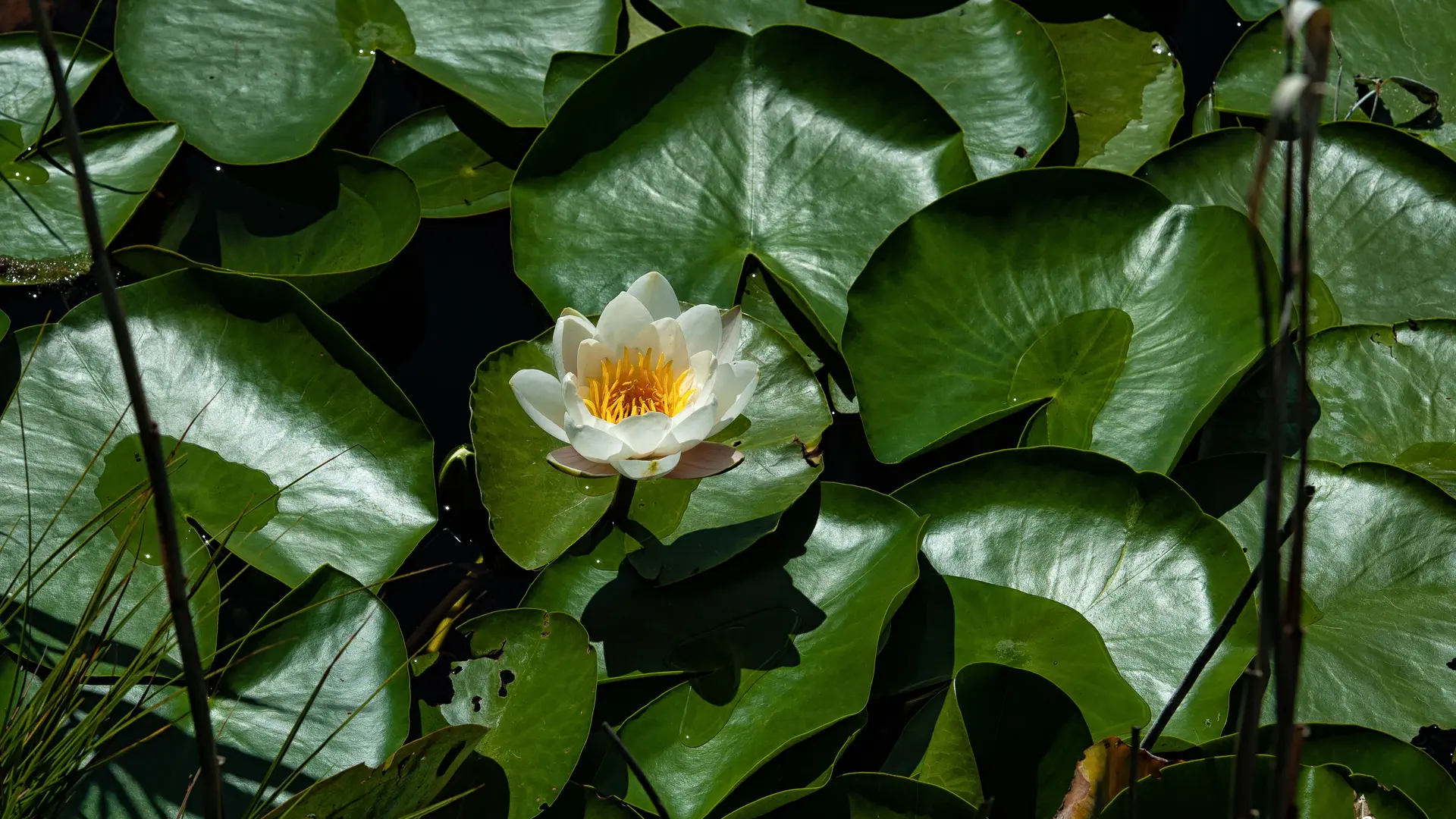 Nénuphar_Lac_st_léger_Montclar