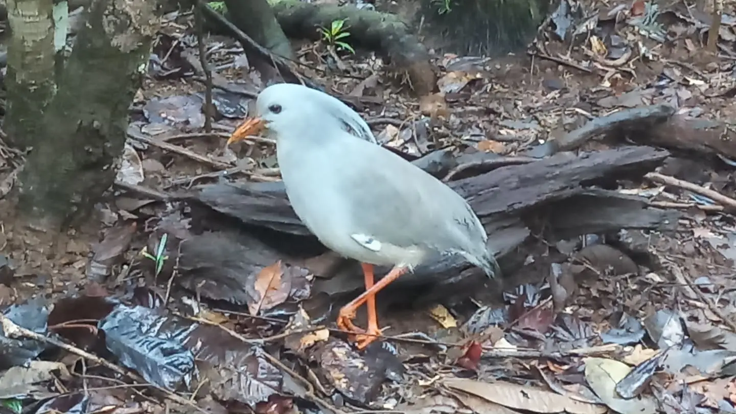 Meet the park's wildlife like this cagou.