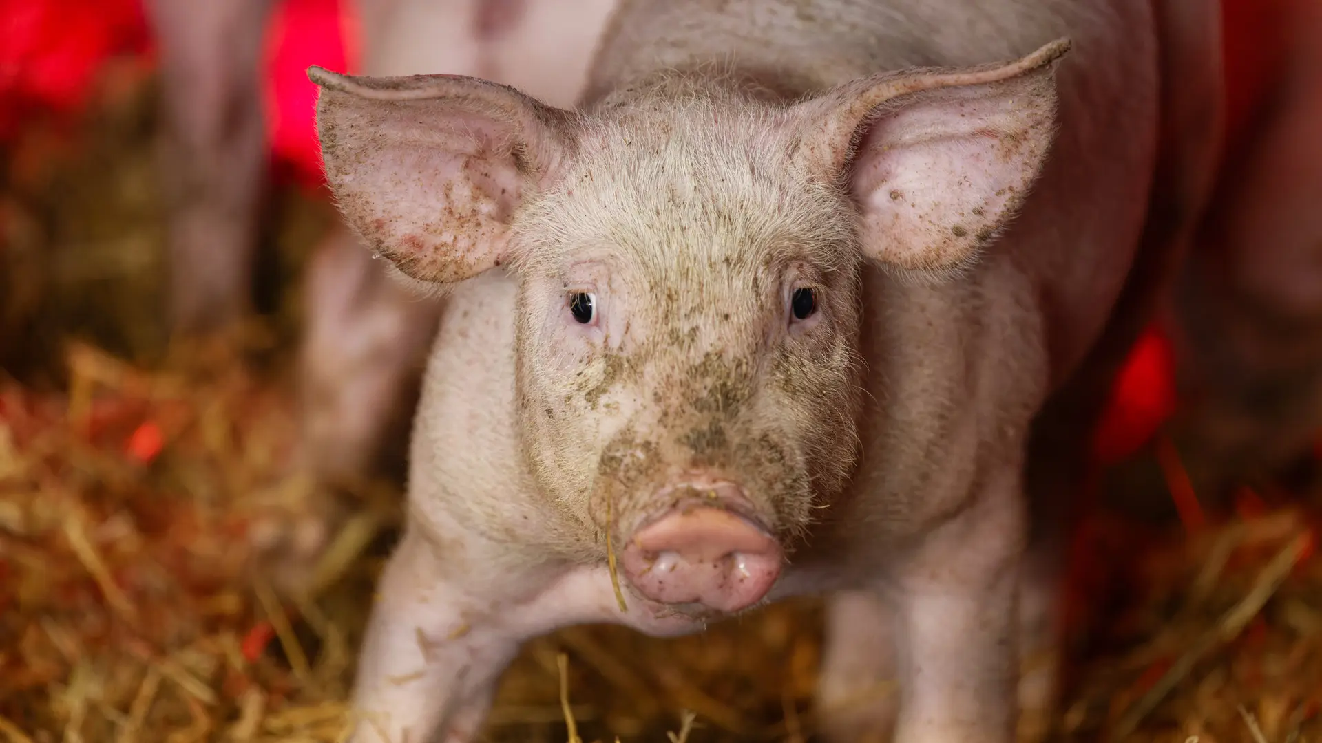 Cochon