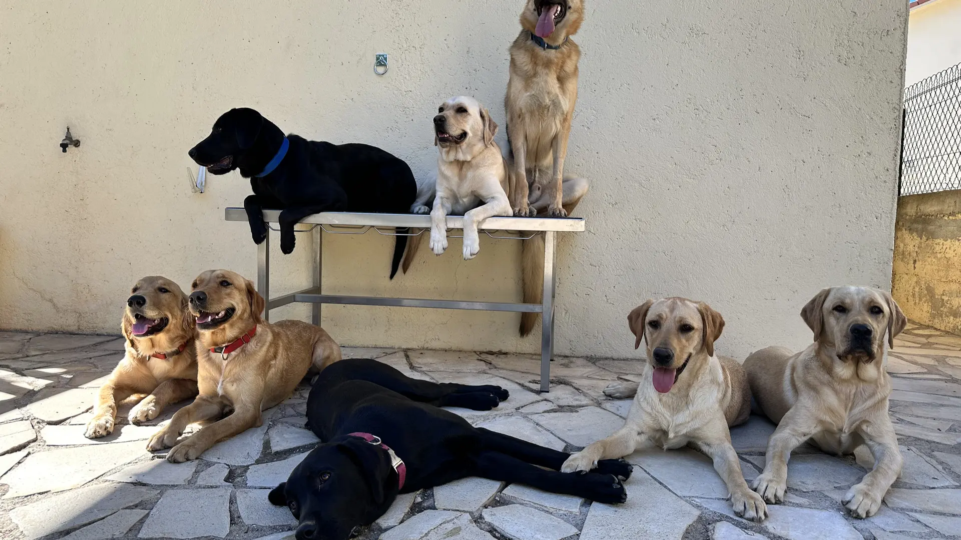 Groupe d'élèves chiens guides