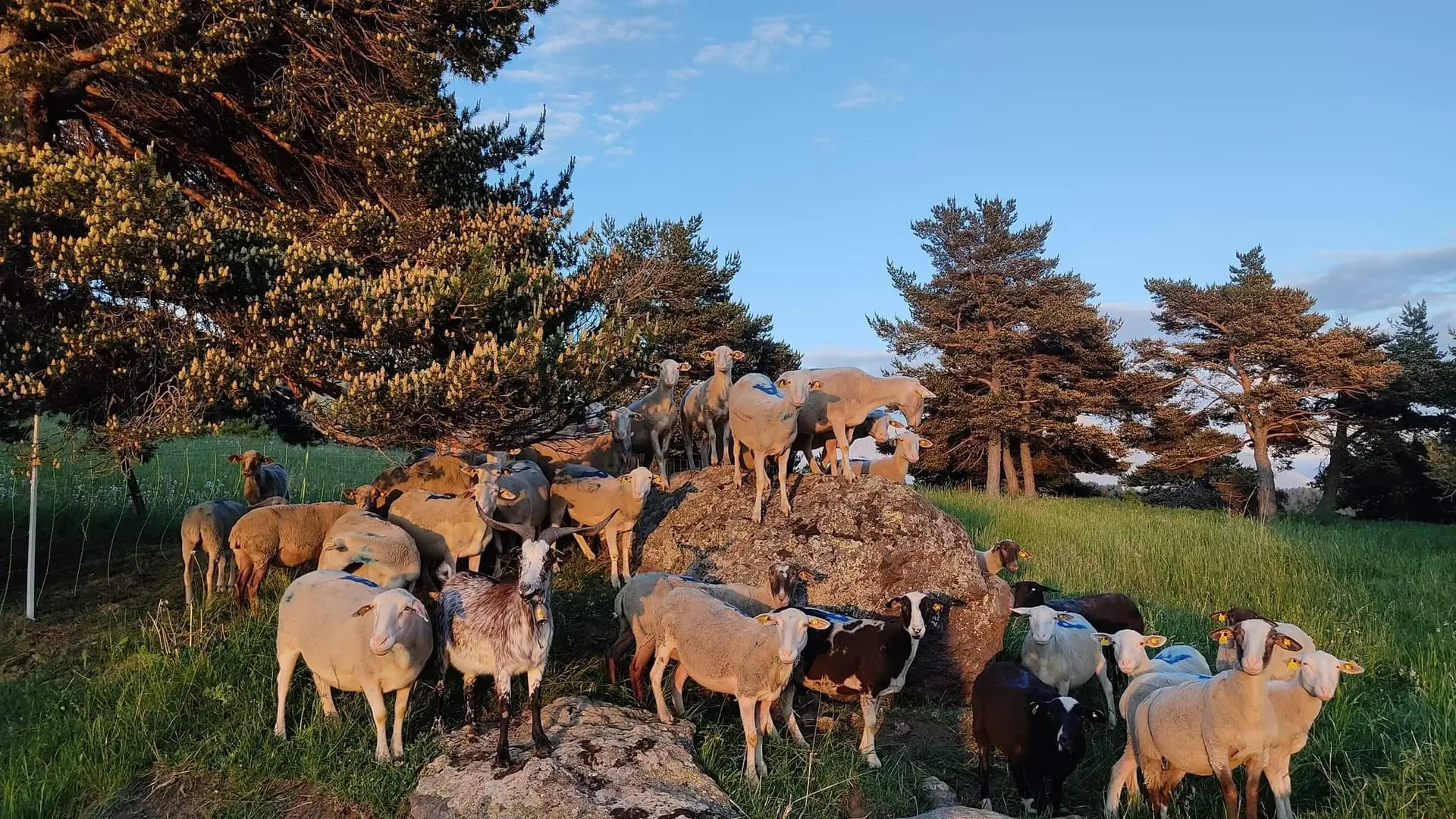 LA Ferme des Bichoux