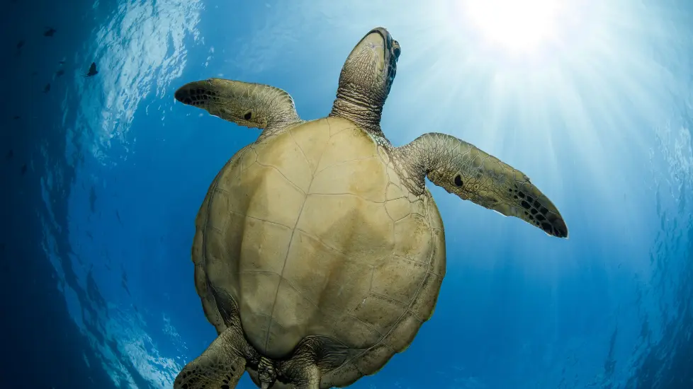 Moorea Blue Diving Center