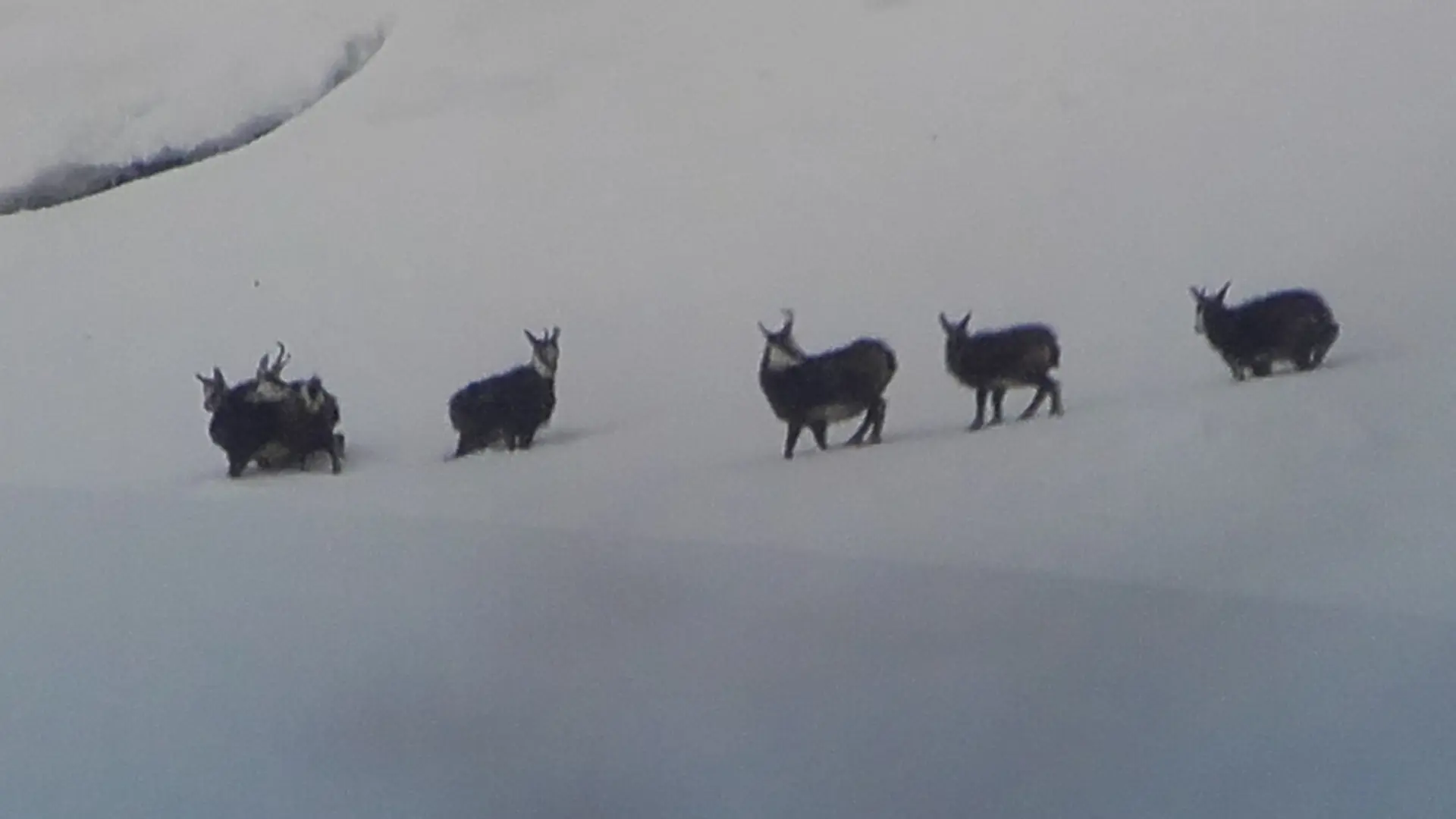 chamois