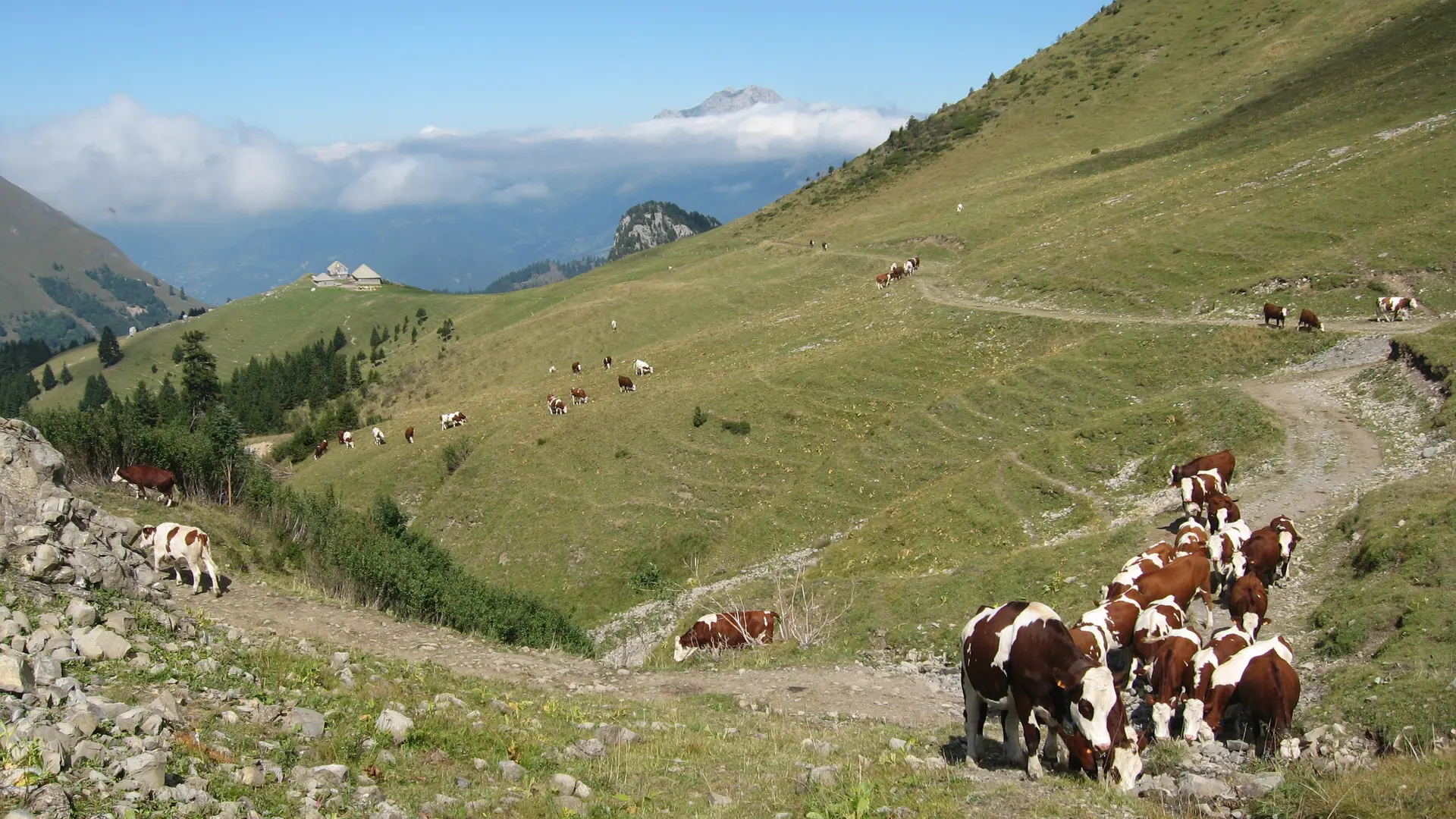 Randonnée pédestre : Aller-retour Aulp de Seythenex_Faverges-Seythenex