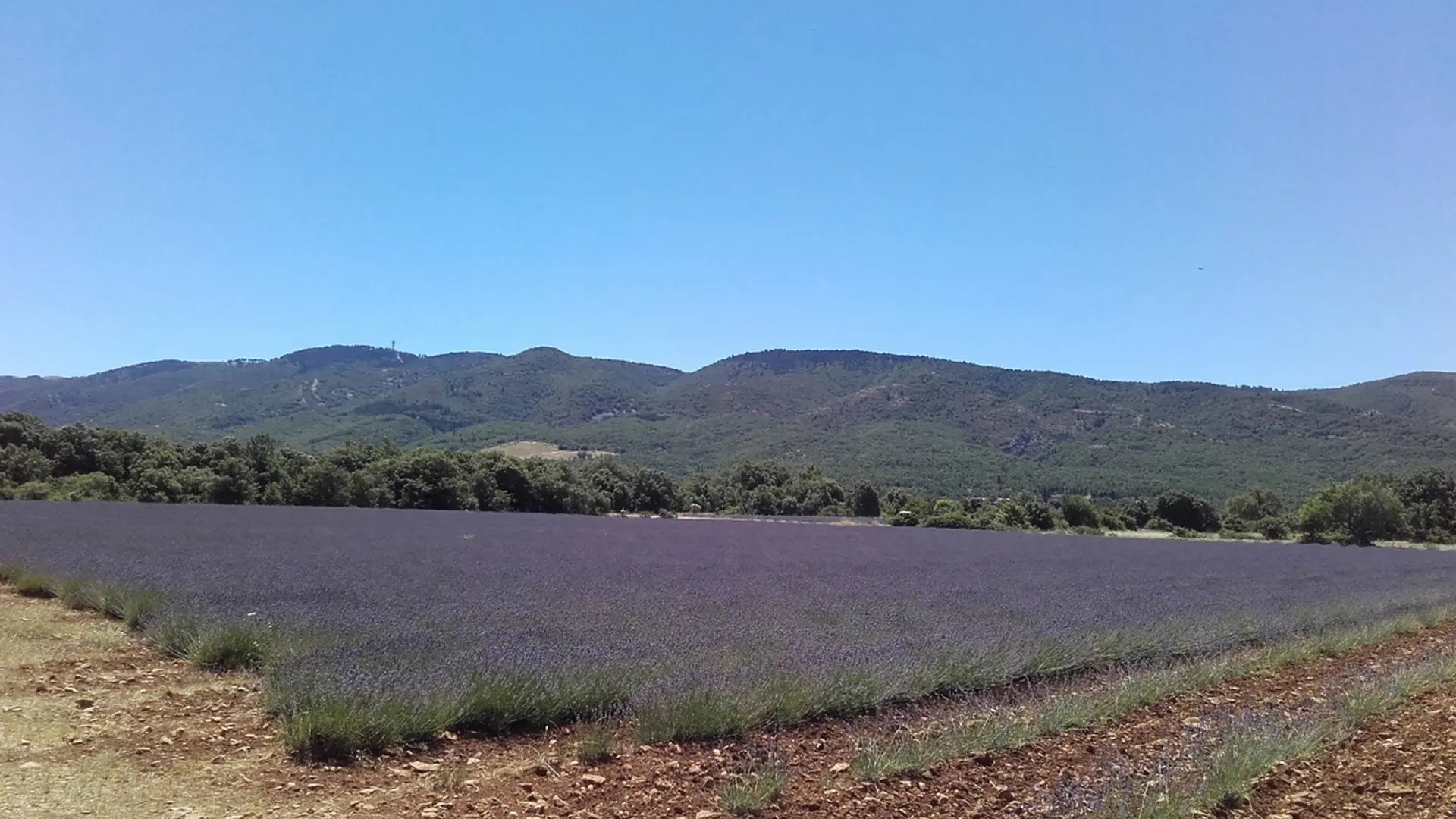 Lavandins et Grand Luberon