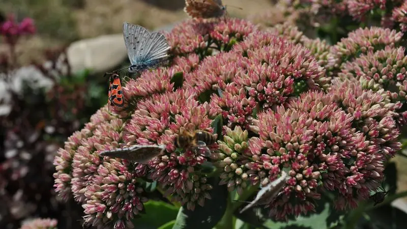 La Cantine des Gourniers REALLON