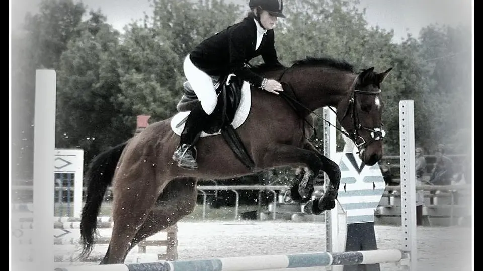 cso, dressage, compétition équestre