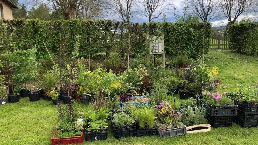 Plantes extérieures