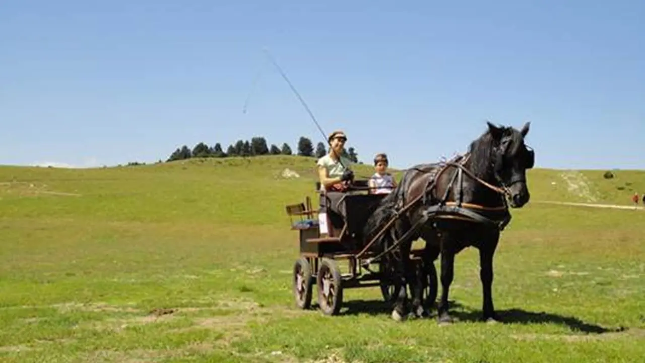 Balade en calèche