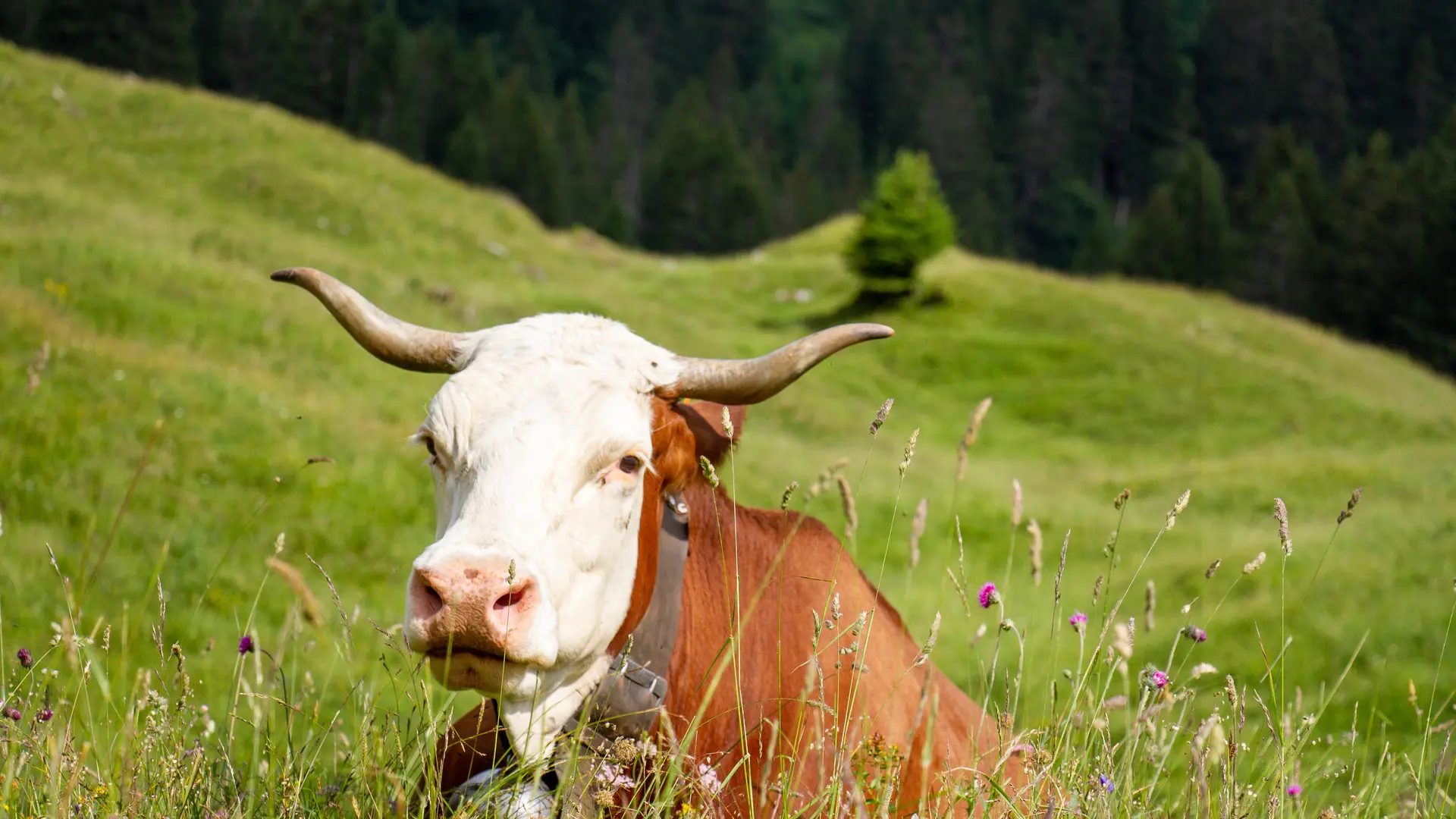 Vache Abondance