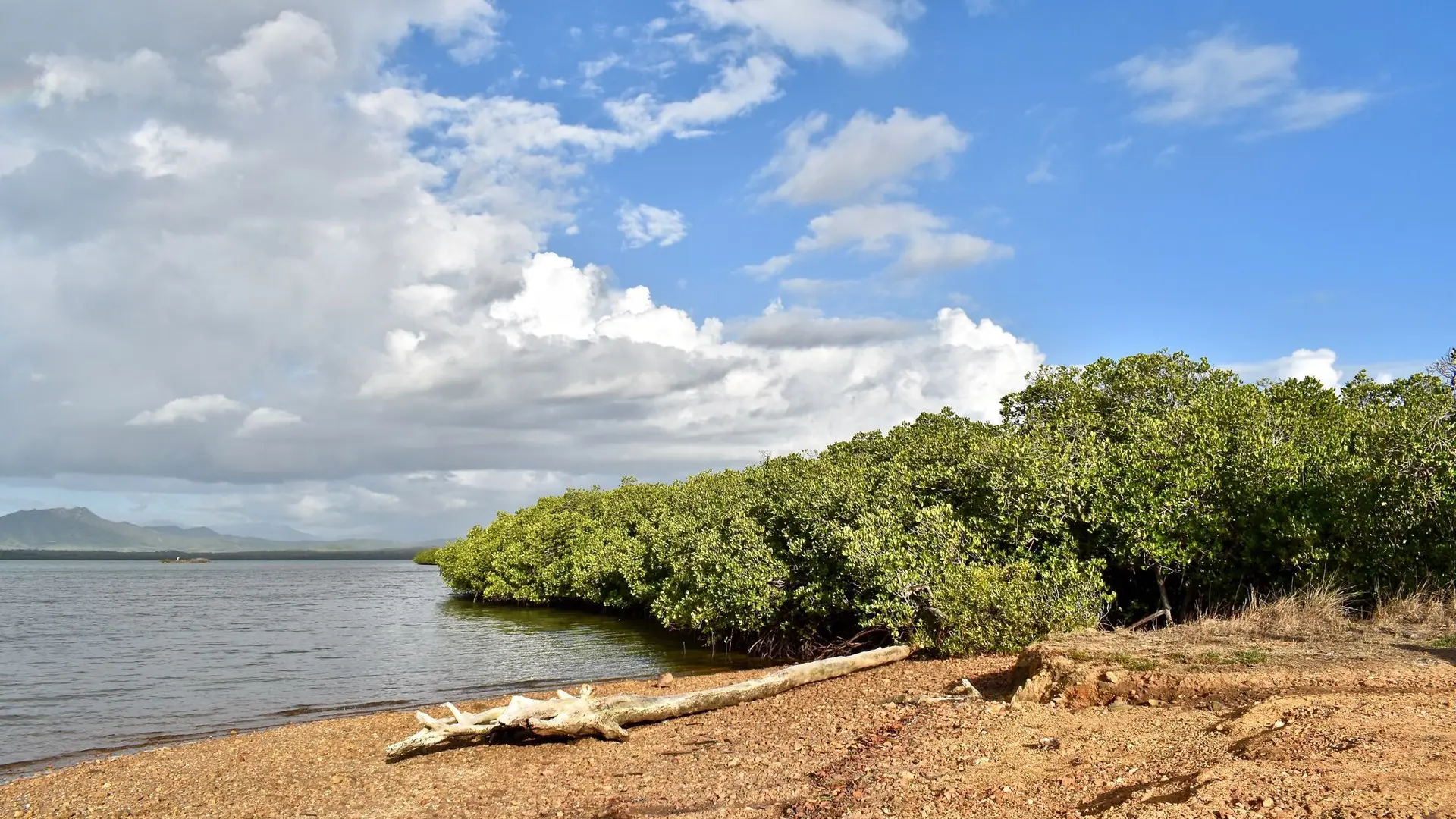 Mangrove de Ouano