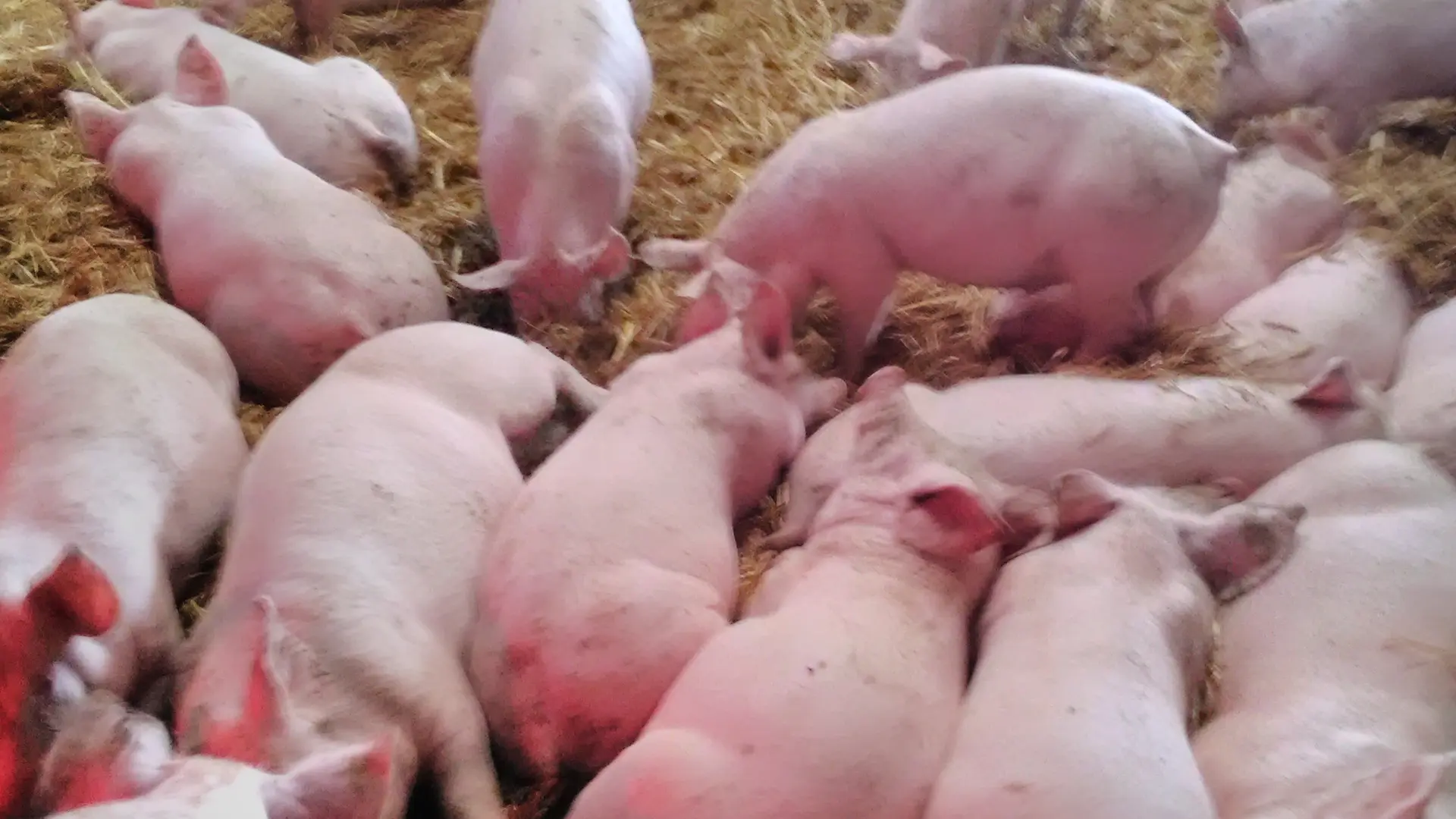 Cochons