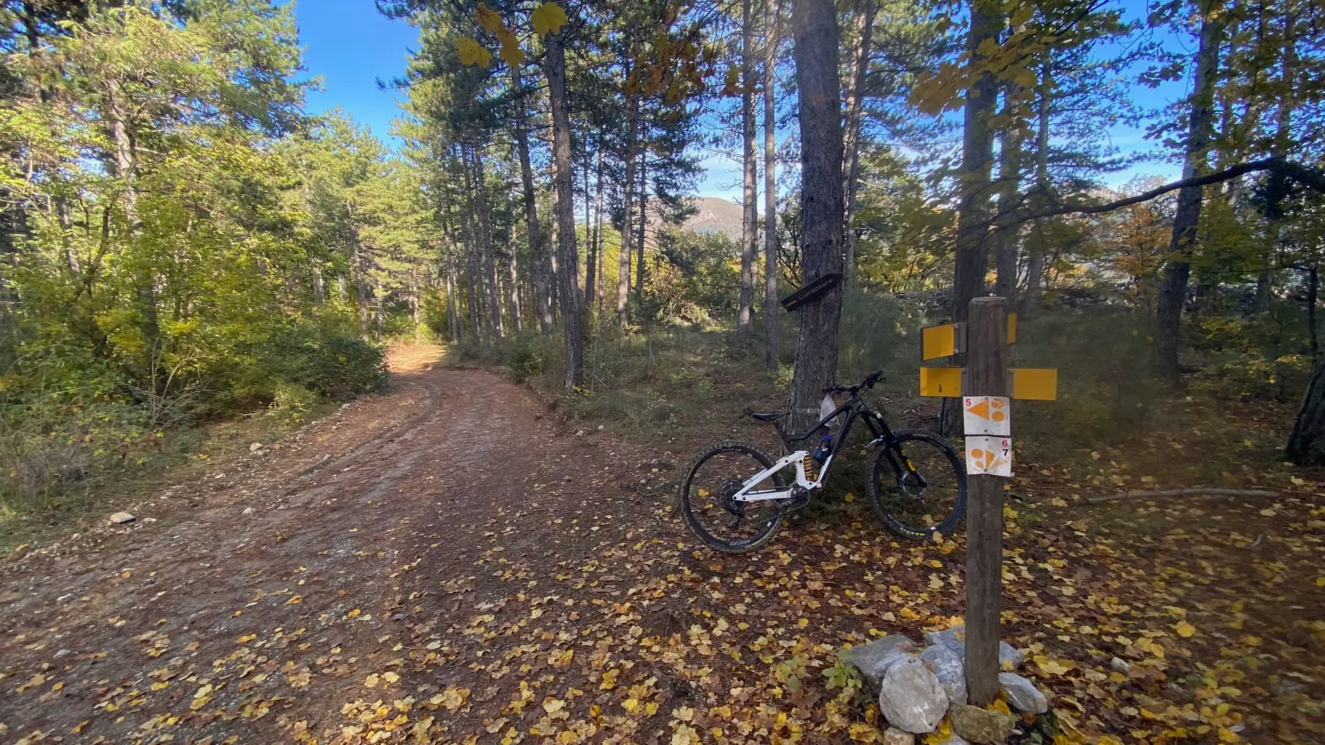 Ambiance forestière