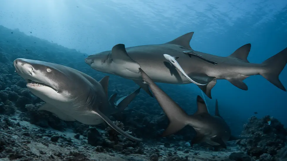 Moorea Blue Diving Center